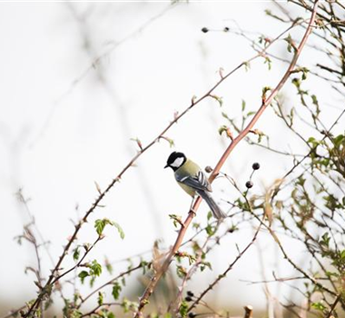 Allgemeine Gartenarbeit im Februar Allgemeine Gartenarbeit im Februar