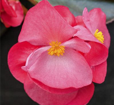 Zimmerpflanzen im Mai Zimmerpflanzen im Mai