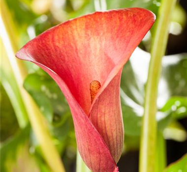 Zimmerpflanzen im Juni Zimmerpflanzen im Juni
