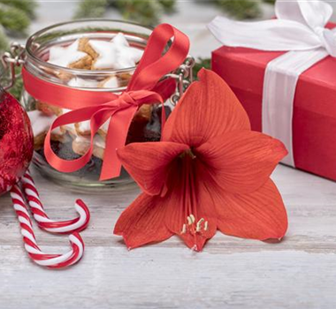 Zimmerpflanzen im Oktober Zimmerpflanzen im Oktober