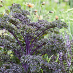 Gemüse-, Kräuter- und Obstgarten im März