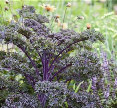Gemüse-, Kräuter- und Obstgarten im März Gemüse-, Kräuter- und Obstgarten im März