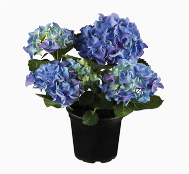 Terrasse & Balkon im Juli Terrasse & Balkon im Juli