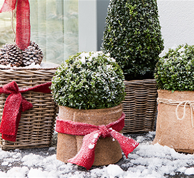 Allgemeine Gartenarbeit im Januar Allgemeine Gartenarbeit im Januar