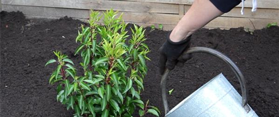 Allgemeine Gartenarbeit im Januar