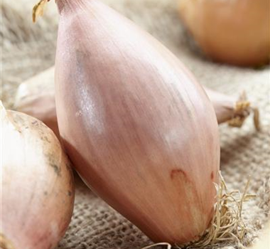 Gemüse-, Kräuter- und Obstgarten im Juli Gemüse-, Kräuter- und Obstgarten im Juli