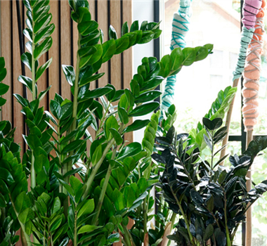 Den Dschungel ins Wohnzimmer holen Den Dschungel ins Wohnzimmer holen