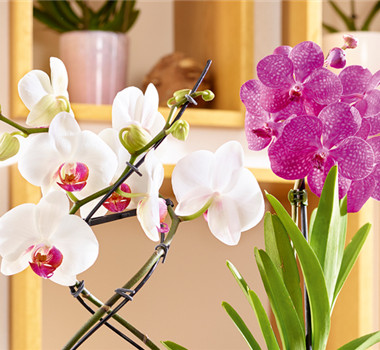 Tropischer Winter zuhause Tropischer Winter zuhause