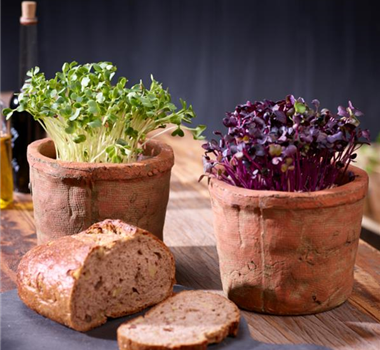 Erste Gemüse-Aussaat Erste Gemüse-Aussaat