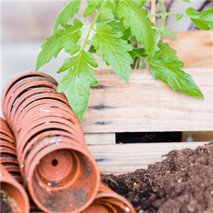 Erste Gemüse-Aussaat