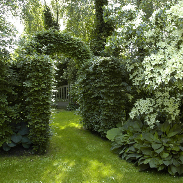 mammillaria eumorpha Mammillaria haageana ssp. Elegans | Succulent Gift Decor Ideas main image 1