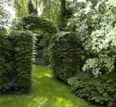 Ab durch die Hecke Ab durch die Hecke