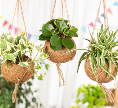 Moderne Frühjahres-Dekoration – Kokedama der Trend aus Japan Moderne Frühjahres-Dekoration – Kokedama der Trend aus Japan