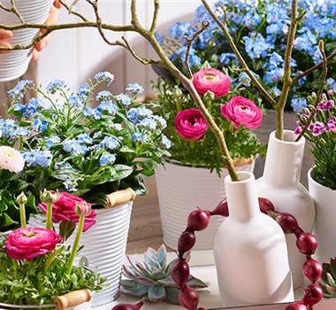 Holi-Festival im Garten Holi-Festival im Garten