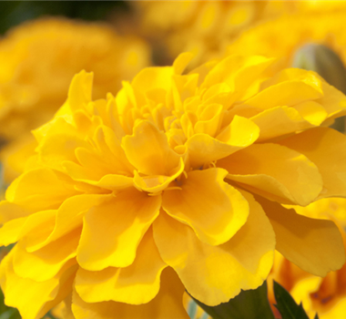 Gute Nachbarschaft im Beet  Gute Nachbarschaft im Beet