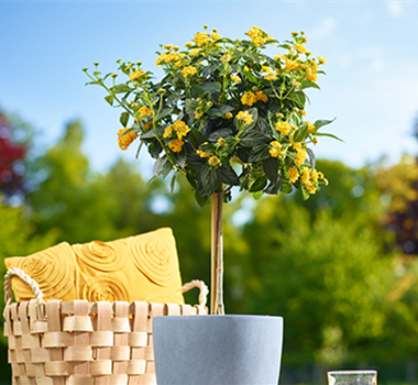 Farbenparty  Farbenparty