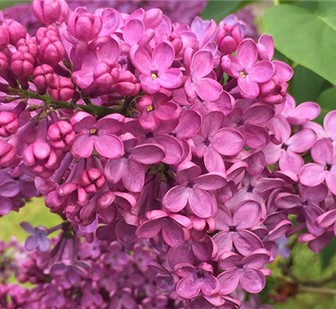 Solitärgehölze für Balkon und Terrasse Solitärgehölze für Balkon und Terrasse