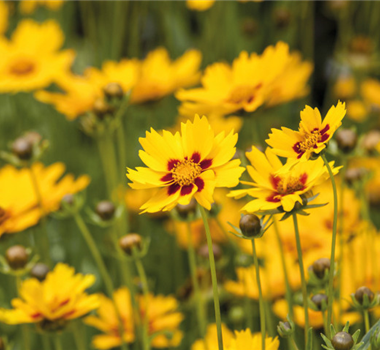 Pflegeleichte Sommerstauden Pflegeleichte Sommerstauden