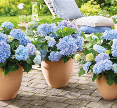 Geballte Blütenpracht Geballte Blütenpracht