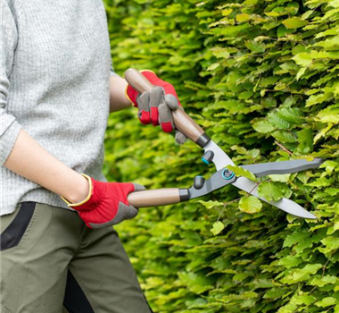 Heckenschnitt: Perfekt in Form Heckenschnitt: Perfekt in Form