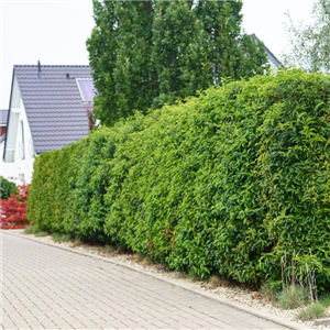 Heckenschnitt: Perfekt in Form