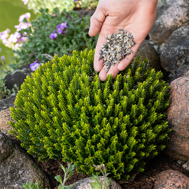 rasensamen plus dünger 80L Plantaflor Rasenerde, plus 250g Rasetta Rasensamen, Nachsaat, Idea –  HaGaFeShop