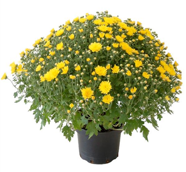 Chrysanthemen & Co. Chrysanthemen & Co.