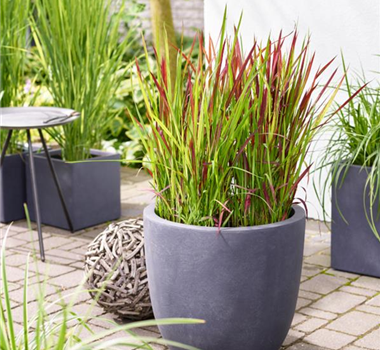 Gräser und Gehölze Gräser und Gehölze