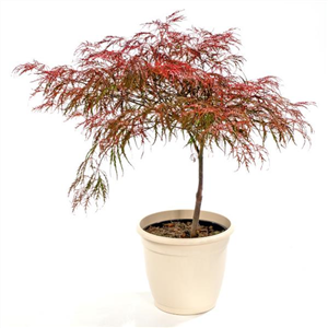 Gräser und Gehölze