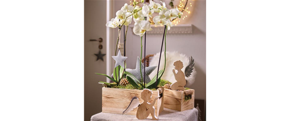 Tolle Sträuße und Pflanzideen zum Fest