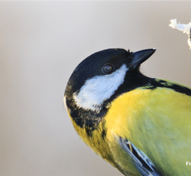 Wir fliegen auf Ganzjahresfütterung! Wir fliegen auf Ganzjahresfütterung!
