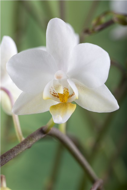 Zimmerpflanzen im Januar