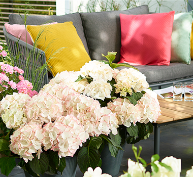 Blütenträume mit Rosen und Hortensien Blütenträume mit Rosen und Hortensien