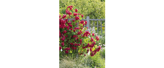 Blütenträume mit Rosen und Hortensien