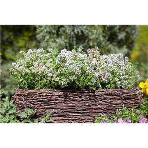 Duftende Schönheiten für einen lebendigen Garten