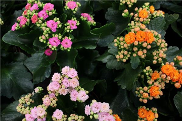 Kalanchoe gefüllt