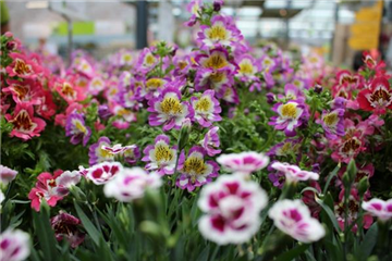 Bauernorchideen und Nelken