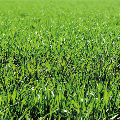 Oscorna Rasenseminar