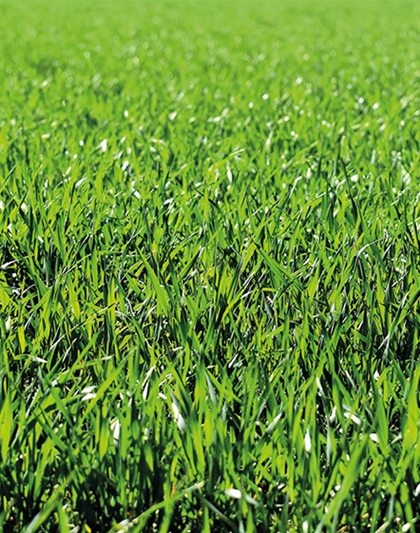 Oscorna Rasenseminar