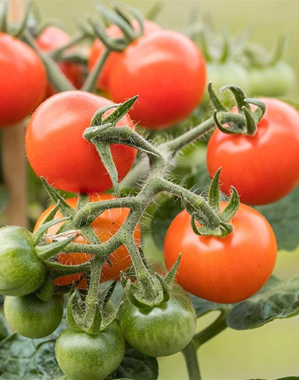 Oscorna Tomatenanbau Seminar