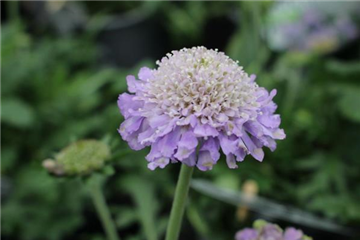 Scabiose