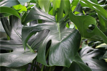 Monstera