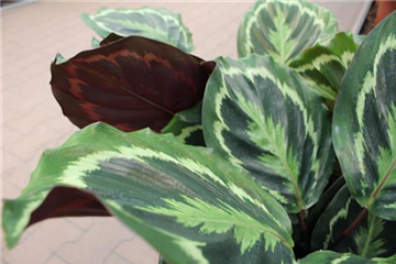Calathea Medaillon