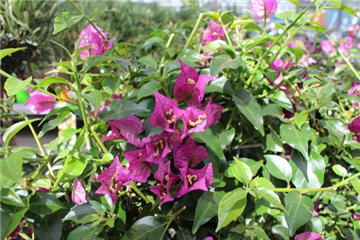 Bougainvillea 