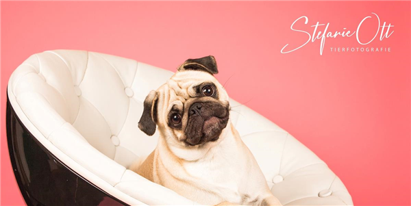 Hunde- Fotoshooting bei Zoo & Co. 