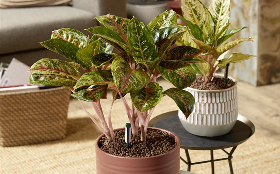 Neu im Sortiment - Seramis Topper