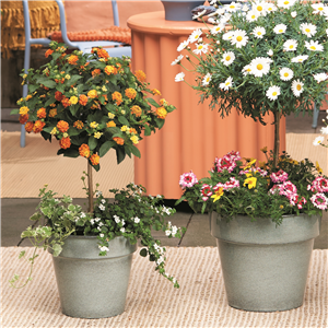 SOMMERLICHE BLÜTENPRACHT!