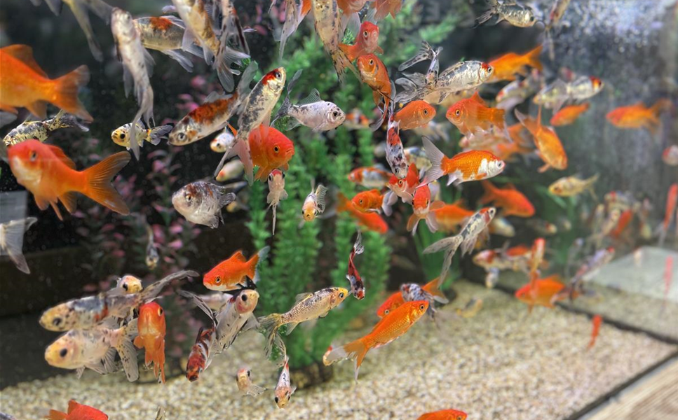 AUFHÄRTESALZ MIT MINERALIEN UND SPURENELEMENTEN - Matthies Teich-Top