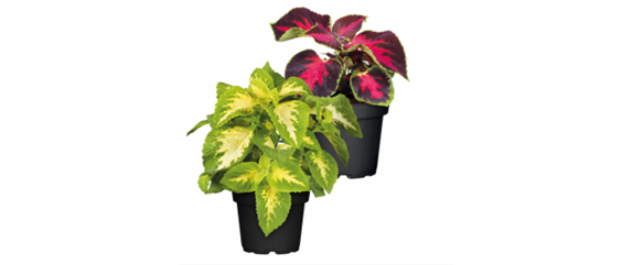 SO SCHöN BLüHT ES IM BEET! 