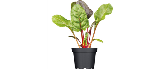 URLAUBSGEFÜHLE ZUHAUSE! 